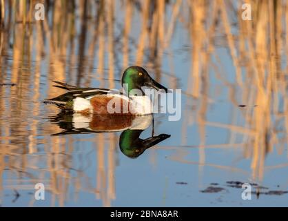 Northern Shoveler 23. April 2020 Lincoln County, South Dakota Stockfoto