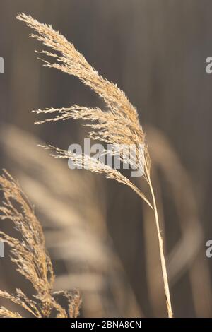 Phragmiten unter See Vermilion Dam 19. April 2020 Stockfoto