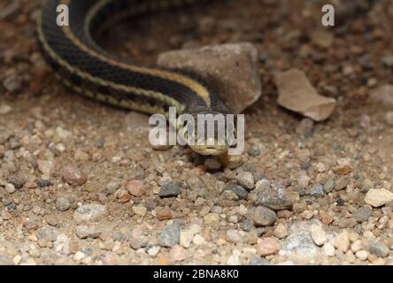 WESTERN Plains Garter Snake 19. September 2015 Minnehaha County, South Dakota Stockfoto