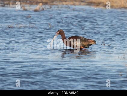 Ibis mit weißer Gesicht 19. April 2020 Minnehaha County, South Dakota Stockfoto