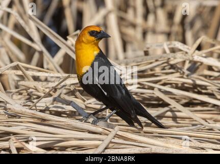 Gelbkopf-Blackbird 23. April 2020 Lake County, South Dakota Stockfoto
