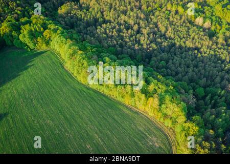 Frühlingsgrüner Wald aus der Luft in den Sonnenuntergang Strahlen der Abendsonne. Mischwald mit Laubbäumen Stockfoto