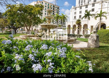 Miami Florida, Coral Gables, Ponce de Leon Boulevard, Gedenkparkbrunnen, steinerne Pferdeskulpturen, Wasser, Landschaftsgestaltung, Blumen, Strauch, Blue Plumbago, Pl Stockfoto