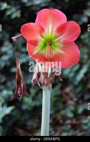 Hippeastrum johnsonii in der Natur - rote Blumen, Stockfoto Stockfoto