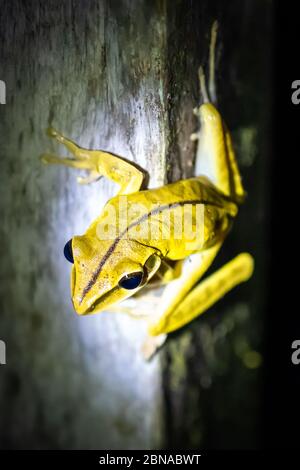 Weiß gesäumter Laubfrosch (Phyllomedusa vaillantii) bei Nacht im peruanischen Amazonas Stockfoto