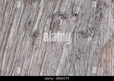 Baumstamm Holzhintergrund, Altverwitterter grauer Holzstumpf Stockfoto