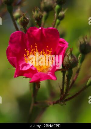 Frühlingsblumen-Konzept. Mehrjähriger Strauch voller Knospen und blühender rosa wilder, borstiger Rose. Rosa nutkana oder nootka Rose, verwischen Natur Hintergrund, vertica Stockfoto