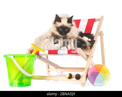birman Katzen vor weißem Hintergrund Stockfoto