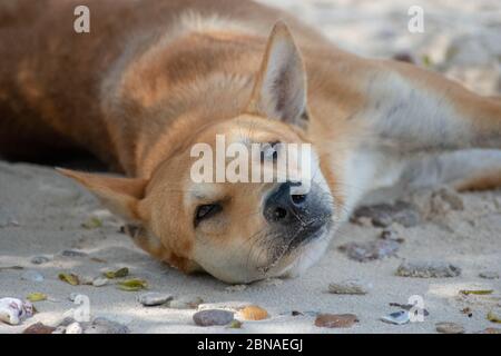 Fauler Hund liegt am Strand während des Tages Stockfoto