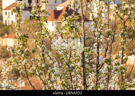 Birnenbaum in Blüte mit weißen Blüten Stockfoto