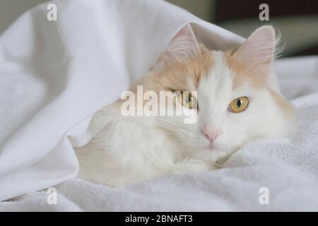 Eine weiße beige Katze gucken unter den Deckeln hervor. Nahaufnahme auf weißem Hintergrund Stockfoto