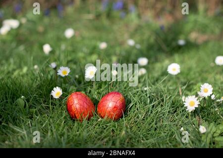 Osterjagd - rote Farbe Eier in einem Hinterhof unter Gänseblümchen Stockfoto