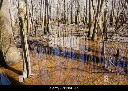 Congaree Nationalpark in South Carolina USA Stockfoto