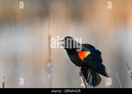 Schöne Aufnahme einer Amsel auf einem Ast eines Baum im Wald Stockfoto
