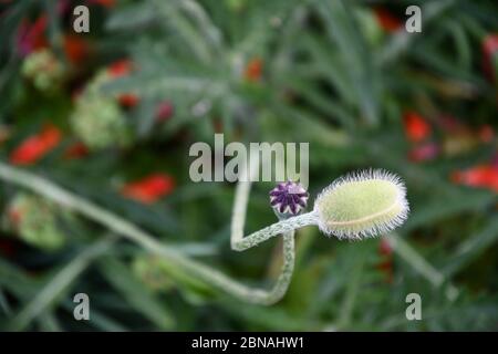 Gereifte flauschige Knospe von Mohn Blume Nahaufnahme mit Bokeh Hintergrund. Dezente Blütenknospe auf elegant geschwungenem Stiel auf verschwommenem grün-rotem Hintergrund Stockfoto