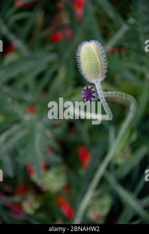 Grüne flauschige Knospen und Samen von Mohn Blume Nahaufnahme mit Bokeh Hintergrund. Zarte Blütenknospen auf elegant geschwungenem Stiel in verschwommener Kulisse Stockfoto