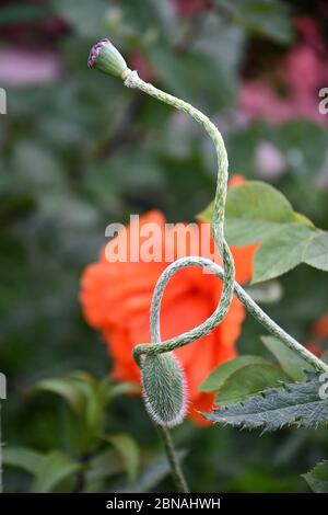 Verworrene grüne Stängel von Mohnblüten auf verschwommenem Hintergrund mit leuchtend roten Blütenblättern. Poppy Pflanzen sehen aus wie tanzende Paare Stockfoto