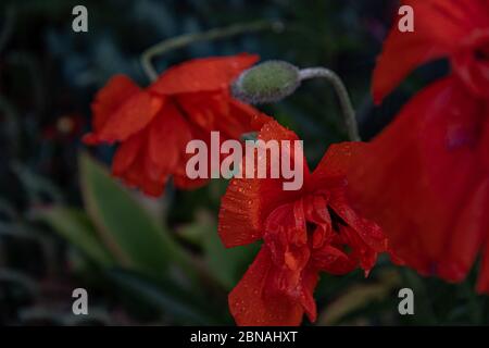 Nasse rote Mohnblüten mit Regentropfen auf zerknitterte Oberfläche der Blütenblätter auf dunklem Hintergrund. Sommer blüht in Dunkelheit Stockfoto