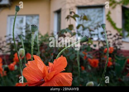 Leuchtend rote Blütenblätter von Mohnblüten mit defokussierten grünen Knospen vor verschwommenem gelben Haus auf Hintergrund. Sommer Blumen von Bauernhaus Blumenbeet Stockfoto