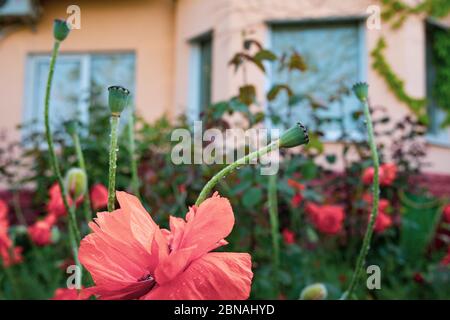 Nasse rote Blütenblätter von Mohnblumen mit defokussierten grünen Knospen vor verschwommenem gelben Haus auf Hintergrund. Sommer Blumen von Bauernhaus Blumenbeet Stockfoto