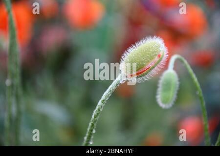 Gereifte flauschige Knospen von Mohn Nahaufnahme mit grün rot Bokeh Hintergrund und Kopierer Raum. Geneigte Blütenknospen Nahaufnahme Stockfoto