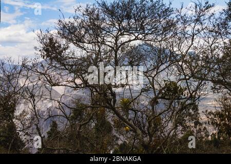 Schöne Landschaft von Bäumen fast ohne Blätter - perfekt für Hintergrund Stockfoto