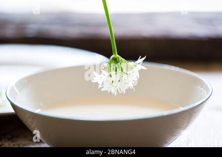Frisch gezüchte Ramsons aus englischen Wäldern für Rezept von Bärlauch Blume getaucht in einem Tempura Teig zu braten, bis golden und knusprig Stockfoto