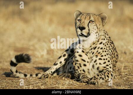 Ein großer, erwachsener Geparde liegt ruhend, aber immer noch wach und bereit Stockfoto