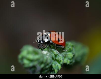 Nahaufnahme des Marienkäfers mit sieben Flecken, coccinella septem punctata, auf einem Grashalm Stockfoto