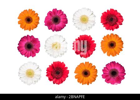 Set von bunten Gerbera Blüten isoliert auf weiß. Stockfoto