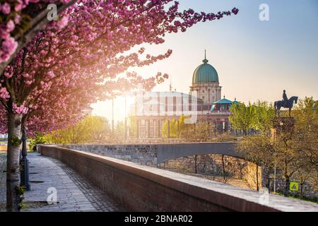 Budapest, Hungary - schöne blühende rosa japanische Kirschbäume an der Arpad Toth Promenade (Toth Arpad setany) in Castle District an einem sonnigen Frühjahr achtern Stockfoto