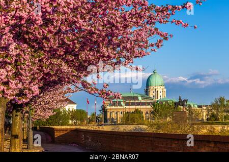Budapest, Hungary - schöne blühende rosa japanische Kirschbäume an der Arpad Toth Promenade (Toth Arpad setany) in Castle District an einem sonnigen Frühjahr achtern Stockfoto