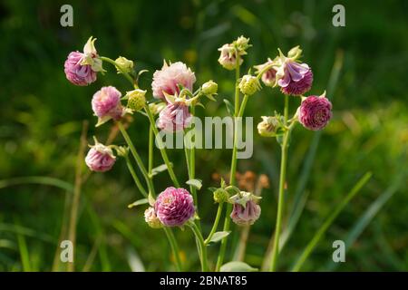 Aquilegia (Granny's Hauben Blüten. Auch als Columbine bekannt). Stockfoto