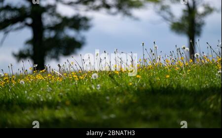 Löwenzahn, Gänseblümchen und Schmetterlingsblumen in einem Feld in Worcestershire, Großbritannien. Stockfoto