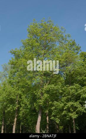 Leuchtend grüne Frühlingsbläschen auf einer reifen Laubbaume (Fraxinus excelsior) mit einem hellen blauen Himmel Hintergrund in einem Garten im ländlichen Devon, E Stockfoto