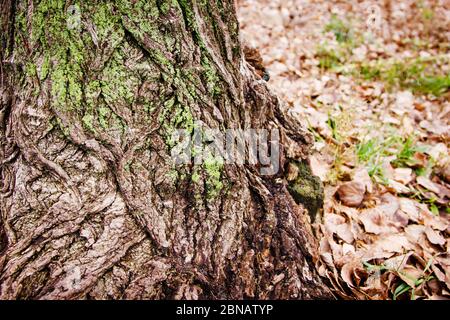 Rinde eines großen Baumes, bedeckt mit grünem Moos und mit abgefallenen Blättern und Gras im Hintergrund Stockfoto