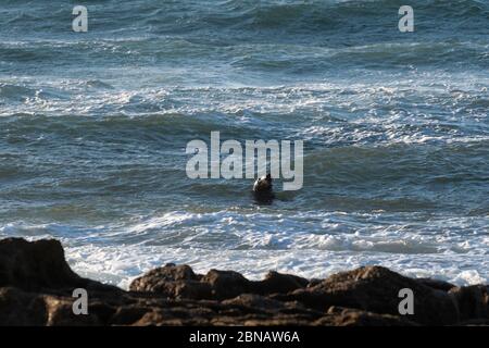 Portland Bill, Dorset, Großbritannien. MAI 2020. Wetter in Großbritannien. Robbenschwimmen und Jagd nach Nahrung an der Südküste von Dorset. Quelle: DTNews/Alamy Live Stockfoto