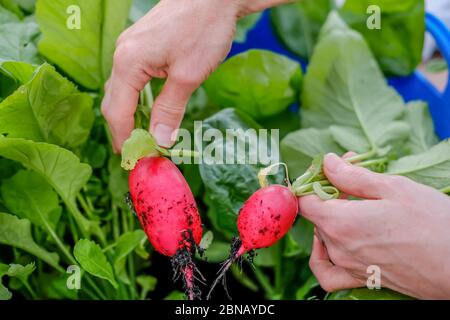 Nicht identifizierbarer Gärtner, der zwei große, selbstgewachsene Radieschen hält Stockfoto