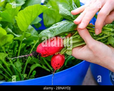 Nicht identifizierbare kaukasische Gärtnerin Ernte homegrown Spinat und Rettich Stockfoto