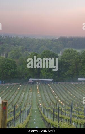 Spätfrost im albury Bio Weingut surrey Mai 2020 Stockfoto