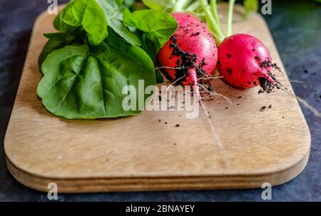 Draufsicht auf frisch gepflückten hauseigenen Rettich und Spinat auf einem Holzbrett Stockfoto