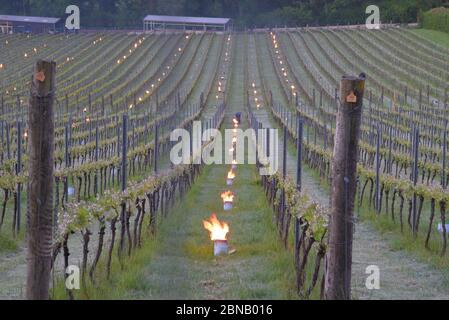 Spätfrost im albury Bio Weingut surrey Mai 2020 Stockfoto