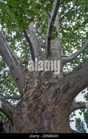 Ein großer verzweigter Baum des alten Platanus, der einen schönen Schatten schafft. Stockfoto