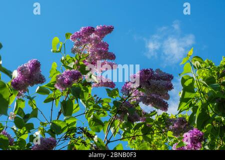 Zweige von blühenden Flieder auf einem Hintergrund von blauem Himmel. Frühlingsstimmung Stockfoto