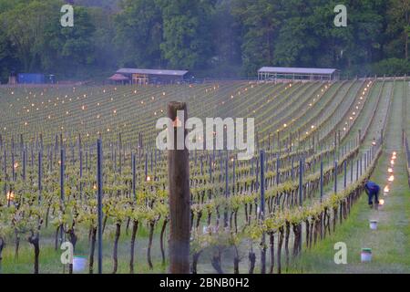 Spätfrost im albury Bio Weingut surrey Mai 2020 Stockfoto