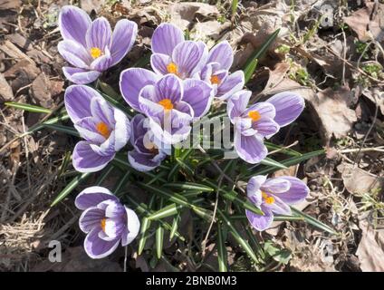 Violette Krokusse blühen im Frühjahr auf altem trockenem Laub Stockfoto