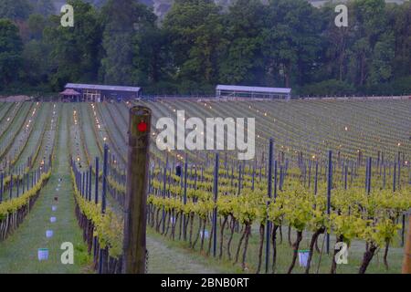 Spätfrost im albury Bio Weingut surrey Mai 2020 Stockfoto