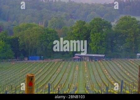 Spätfrost im albury Bio Weingut surrey Mai 2020 Stockfoto