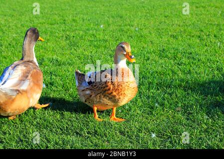 Große gelbe Enten laufen auf dem grünen Rasen. Geflügel, Bauernhof im Dorf. Große Wasservögel, Entenfleisch, Nahrung. Vogeljagd. Stockfoto