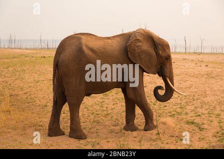 Elefanten im Matusadona Nationalpark am Ufer des Kariba Sees, Simbabwe Stockfoto